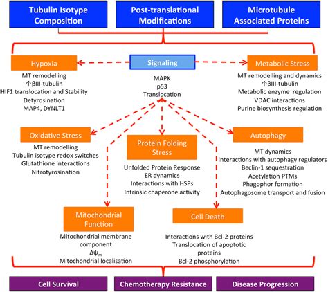 Frontiers | Microtubules and Their Role in Cellular Stress in Cancer