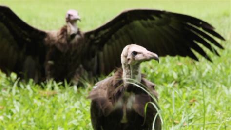 VULTURE FEEDING: Buzzard Buffet in The Gambia - YouTube