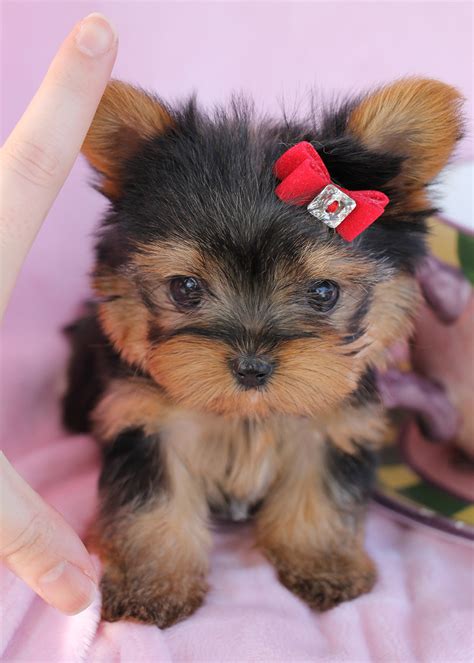 32 Best Pictures Teacup Yorkie Puppies For Sale : Micro Teacup Yorkie ...