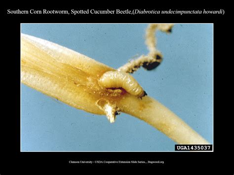 Southern Corn Rootworm | NC State Extension