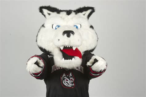 Dog Days of Northeastern - News @ Northeastern