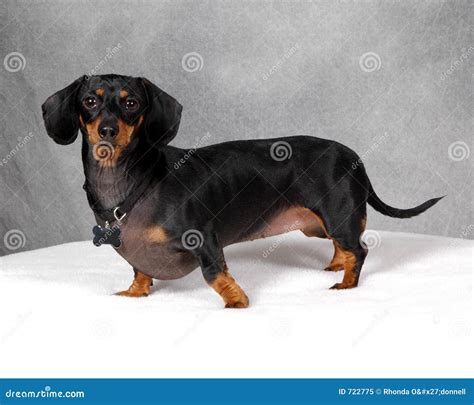 Doxie Dog stock image. Image of wiener, canine, studio - 722775