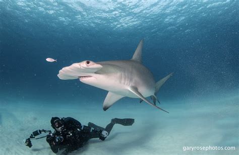 Why Saving Sharks Makes Good Sense – Shark Stewards