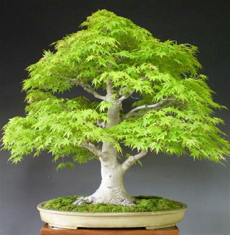 Beautiful | Japanese maple bonsai, Maple bonsai, Japanese maple tree bonsai