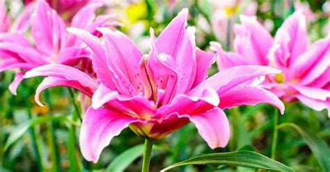Oriental Lily Care: Growing Fragrant, Showy Oriental Lilies