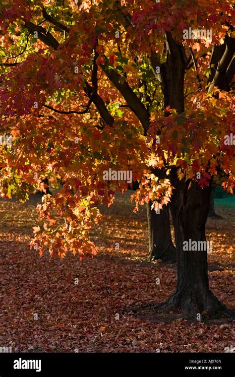 Bright fall colors in Virginia Stock Photo - Alamy