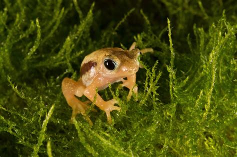 Tiny Toads: Back to Tanzania | Wild View