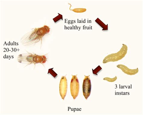 Fruit Flies, Gnats or Drain Flies - Pronto Pest Management