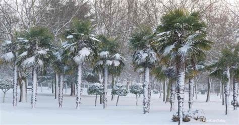 Hardy Palms: 5 Factores y Top Palms - Jardín de Nod