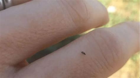 The tiny black bug with a huge bite | wqad.com