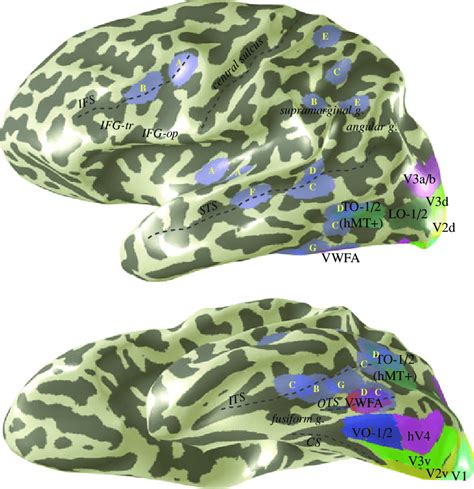 Cortical regions where fMRI responses differ between good and poor... | Download Scientific Diagram