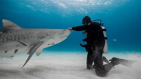 Shark attack survivor is on a mission to protect these animals: 'Fear can be a powerful ...