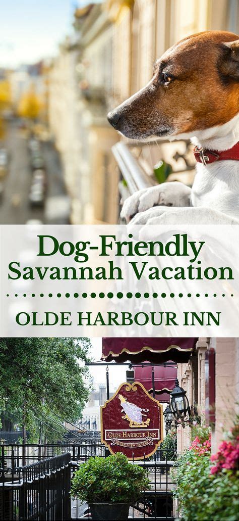 Pet Friendly | Dog friendly vacation, Dog friendly hotels, Savannah chat