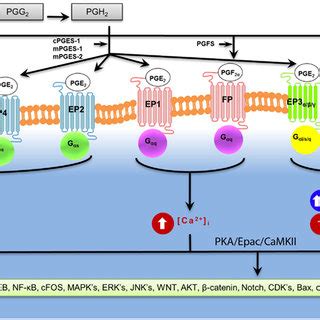 | Structural, signal transduction, and agonist binding properties of... | Download Table