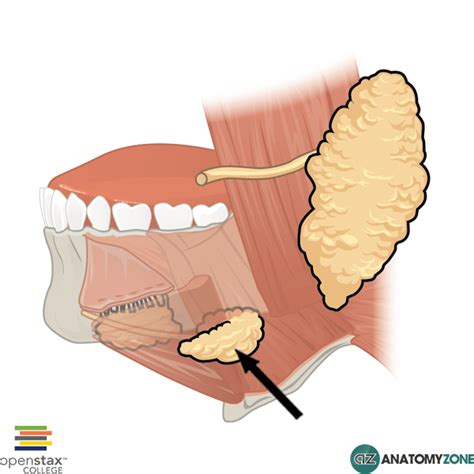 Submandibular Gland - AnatomyZone