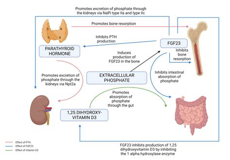 [Figure, Phosphate homeostasis. FGF23: fibroblast growth ...