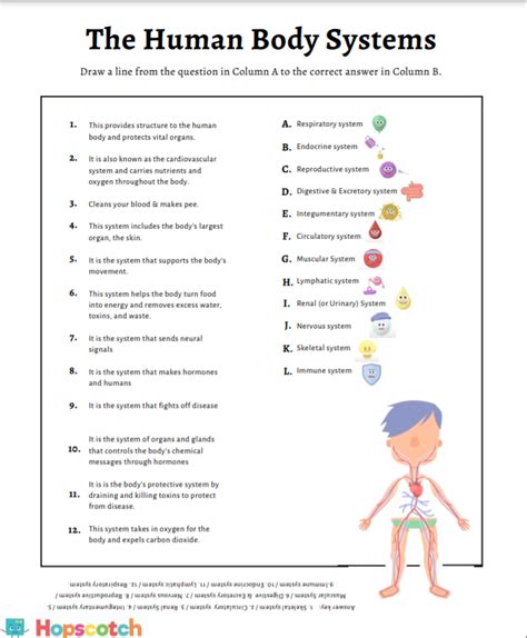 12 Body Systems Worksheet — Hopscotch