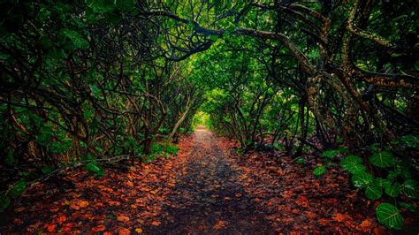 Trail through forest, Jupiter, Florida, USA | Windows Spotlight Images