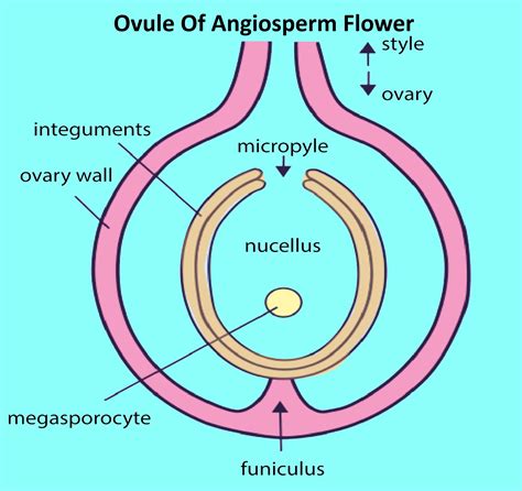 A mass of parenchymatous tissue forming the bulk of the ovule is(a ...