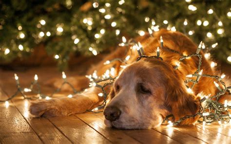 Christmas Dog Wallpapers - Wallpaper Cave