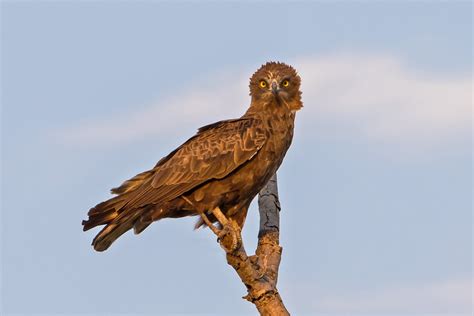 Brown Snake Eagle by Peter Beesley - BirdGuides