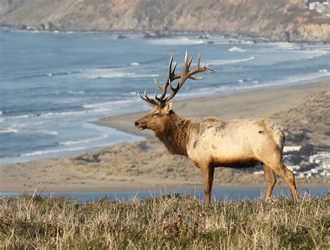 Tule elk of Point Reyes National Seashore are in conflict with ranchers - Earth.com