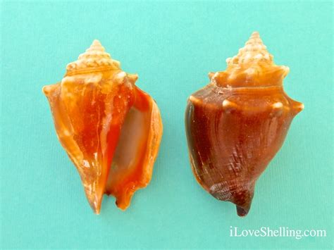 Florida Fighting Conch | Strombus alatus | I Love Shelling