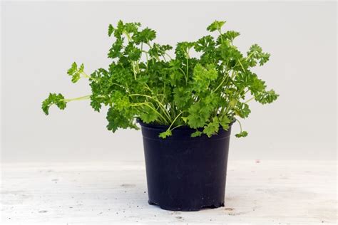 How to Grow Parsley - Kids Do Gardening