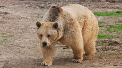 How to protect Turkey’s brown bears - BBC Reel