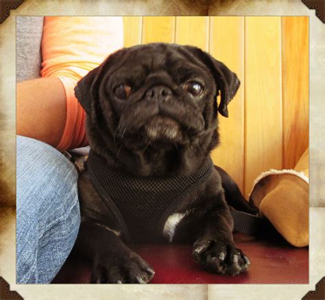 This handsome #pug was recently adopted from Lollypop Farm, and had his ...