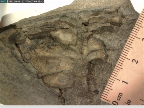 ARTHROPOD? - Fossil ID - The Fossil Forum