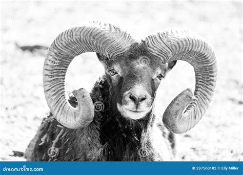 Portrait of a Mouflon with Horns Stock Photo - Image of nature, horns ...