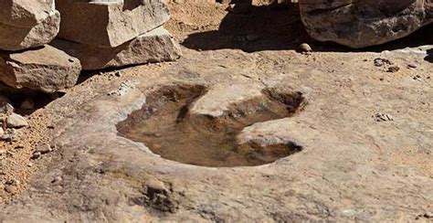 Dinosaurs Footprint Explore: What you should know from it? | My Dinosaurs