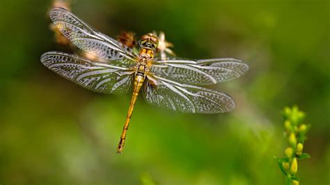 New imaging technique reveals how dragonfly wings tear bacteria apart