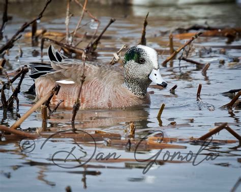 Dan Gomola Wildlife Photography | 2017 Spring Waterfowl Migration In Full Swing