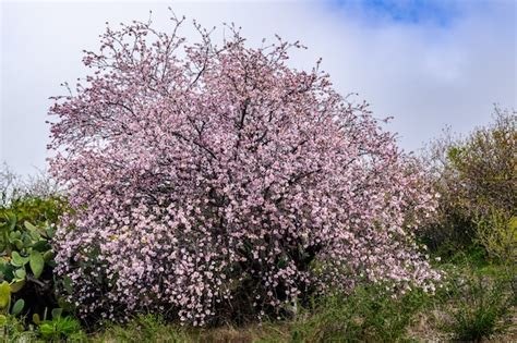 Premium Photo | Almond tree (prunus dulcis) blooming