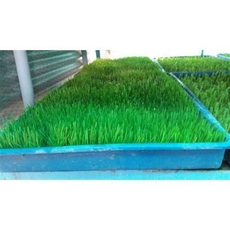 Hydroponics Green Fodder System at Rs 20500 /unit | Kulasekharam | Kanyakumari | ID: 13159735662