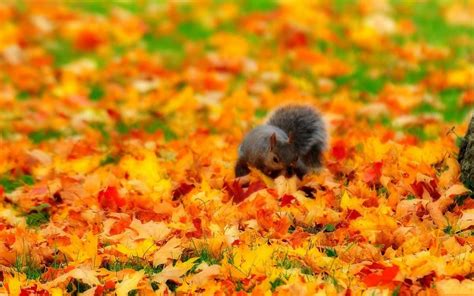 Animal In Autumn Wallpapers - Wallpaper Cave