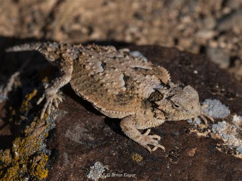 Desert Horned Lizard - a photo on Flickriver