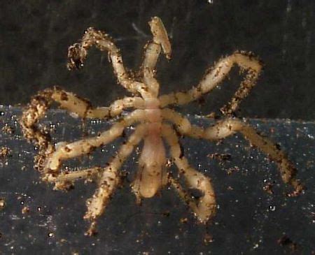 Sea Spider | Overview & Classification | Study.com