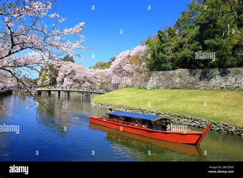 Cherry blossoms at Hikone Castle Stock Photo - Alamy