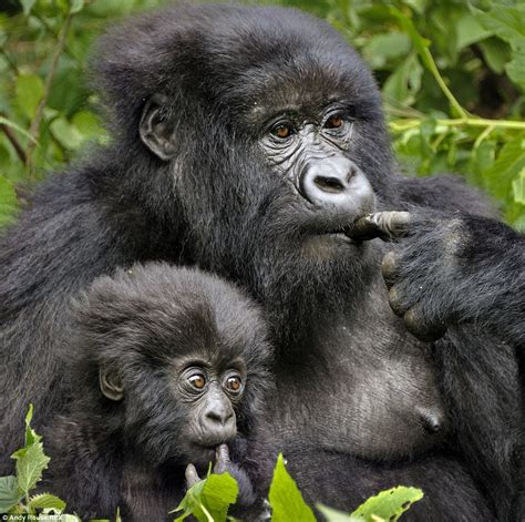 Baby gorilla gets a leg up with her climbing lessons thanks to an outstretched mum | Daily Mail ...