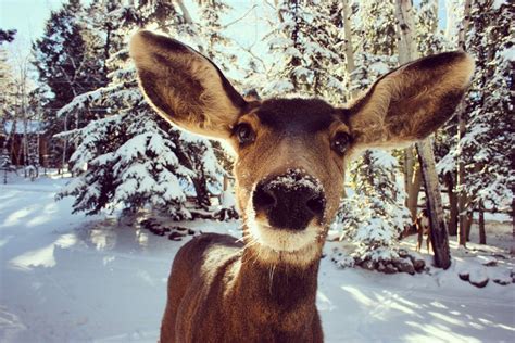 Photo of Reindeer in the Snow · Free Stock Photo