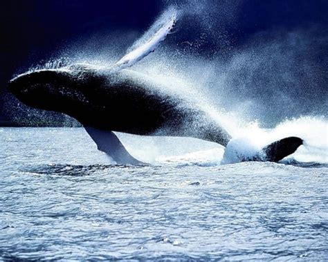 30 Beautiful Killer Whale Pictures and HD Wallpapers