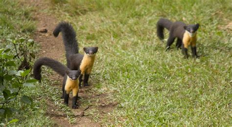 The Nilgiri Martin of Western Ghats, India | Western ghats, Mammals ...