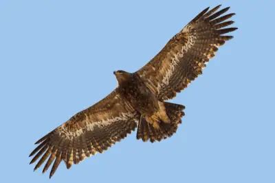 Steppe Eagle (Key Facts To Know)