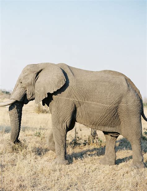 "Elephant On Safari In South Africa" by Stocksy Contributor "Vicki ...