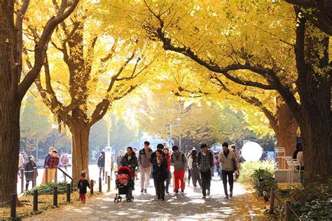 Meiji-jingu Gaien: Ngắm mùa thu lá vàng tuyệt đẹp ngay tại Tokyo | SONGHANTOURIST