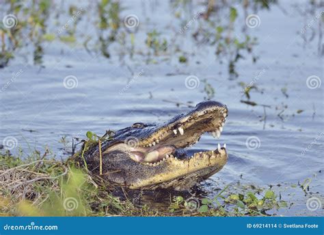 Wild Florida Alligator stock photo. Image of food, animal - 69214114