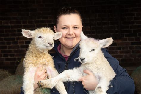 Sledmere House welcomes 10 new arrivals during lambing season - The ...